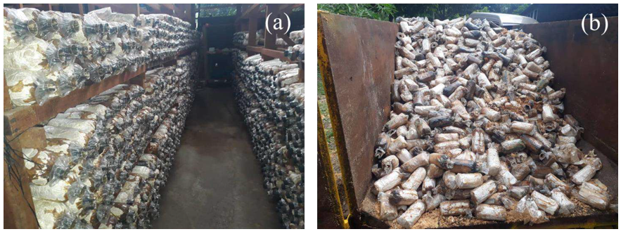 ​​​​​​​Figure 4: (a) Stacks of mushroom substrate and (b) dumping of spent mushroom substrate