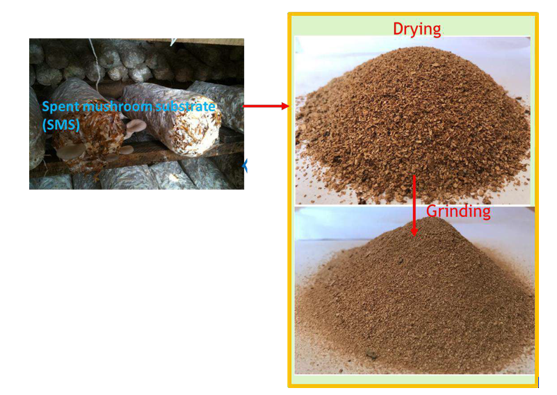 Figure 5: Processing of Spent mushroom substrate (SMS) as fine aggregates