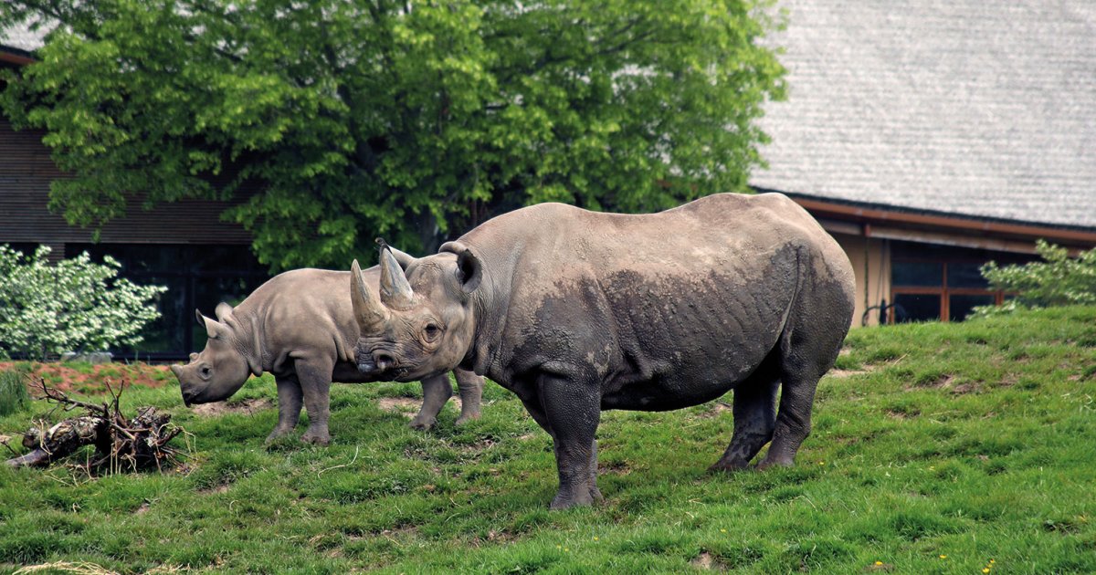 Chester Zoo’s approach to keeping their animals warm