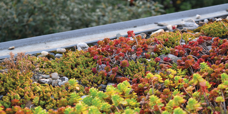 web_green-roof-shutterstock-1773881975