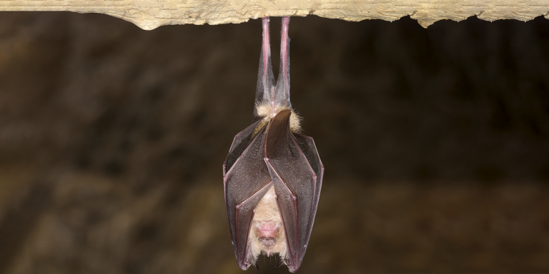 web_p13_bat_istock-470819962