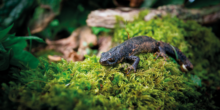 web_p22_save-the-newt_newt_credit_alamy_key04c.png