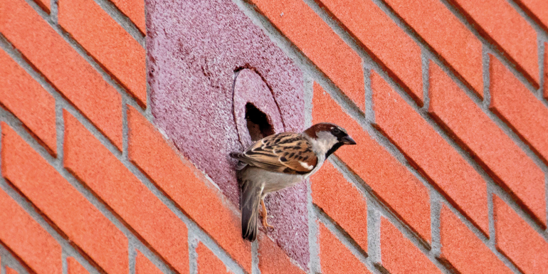 web_p23_forest-friends_wall-birdbox_credit_alamy_rb805a.png