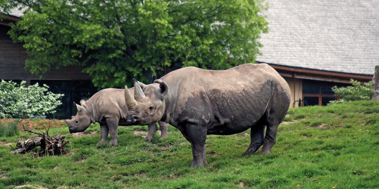 RHINOCEROS Image credit | Chester Zoo
