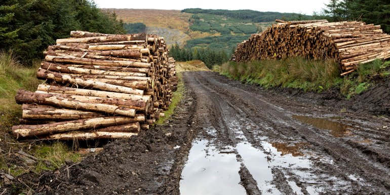 The forestry industry in ScotlandJ - CREDIT - istock - 1439144001