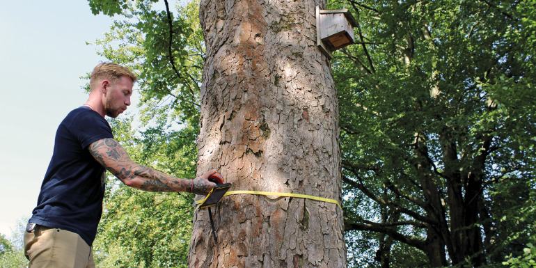 Tree measuring