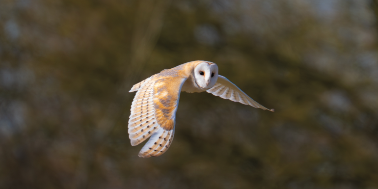 owls.credit_shutterstock_2617031879