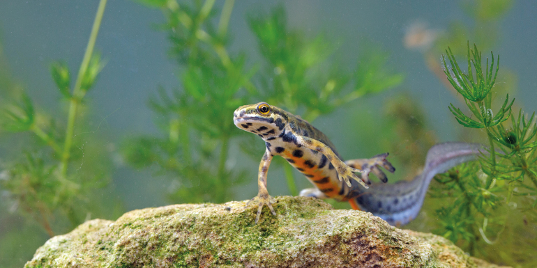 Will barn owls and smooth newts.credit_alamy_w7nra7
