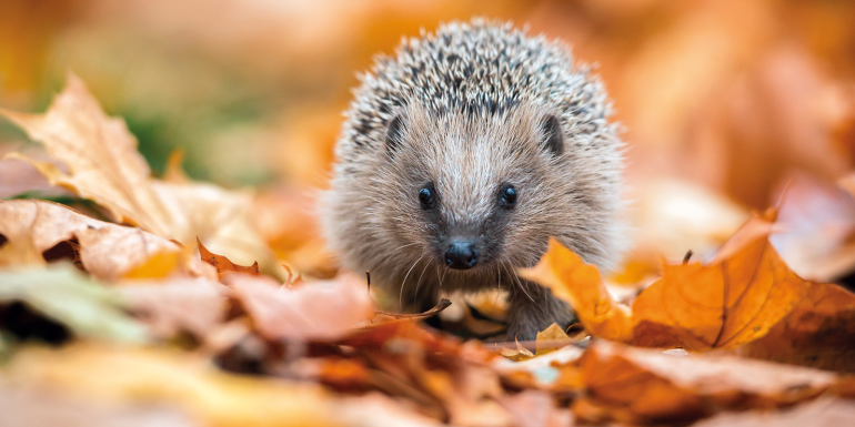 Hedgehog in the autumn forest. Image credit | istock