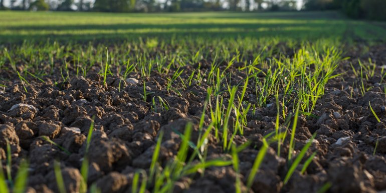Enfield London UK, April 22nd 2020. Young green shoots start growing.Image credit | shutterstock_2294155381