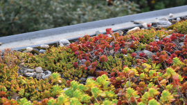 web_green-roof-shutterstock-1773881975