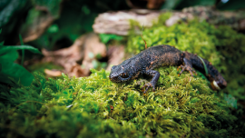 web_p22_save-the-newt_newt_credit_alamy_key04c.png