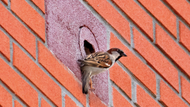 web_p23_forest-friends_wall-birdbox_credit_alamy_rb805a.png