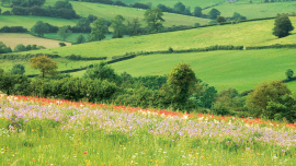 web_p24-25_balancing-act_wildflower-landscape_credit_alamy_ct3w3e.png