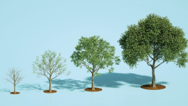Growing tree chart - CREDIT-getty -1344299979