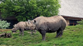 RHINOCEROS Image credit | Chester Zoo