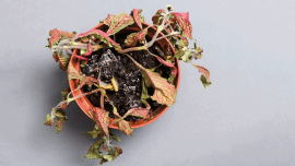 Dry plant_CREDIT_iStock-960946230