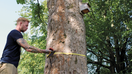 Tree measuring