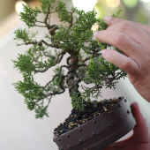 Making of Bonsai pruning, Pruning bonsai leaves.credit_istock-1138585923
