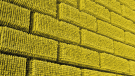 Abstract yellow 3D blocks pattern.credit_istock-611745966.